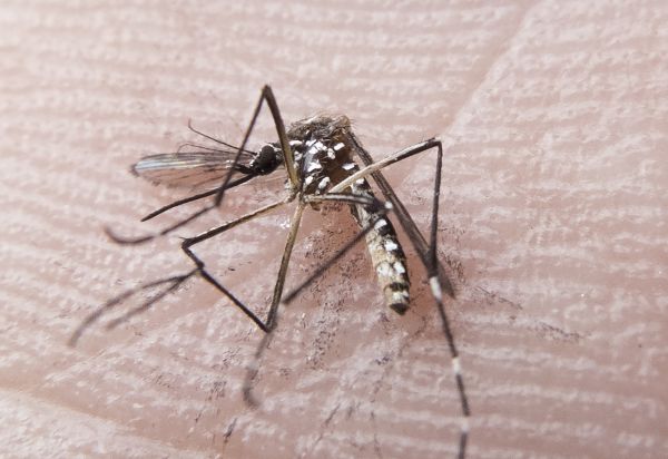 Aedes aegypti: Aracaju tem o menor índice de infestação dos últimos oito anos