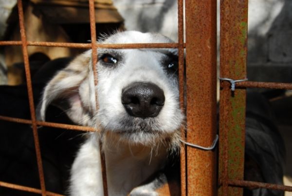 Deprocoma investiga casos de denúncia e maus-tratos a animais