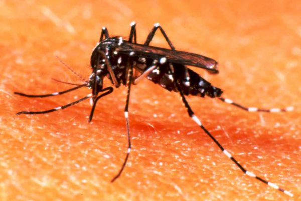 Oito municípios com alto índice de infestação do Aedes aegypti