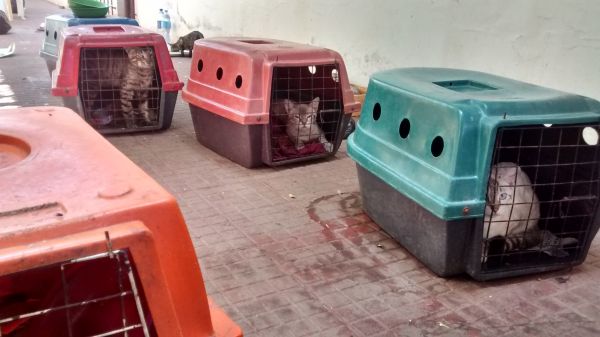 Cresce o número de denúncias sobre acumuladores de animais em Aracaju