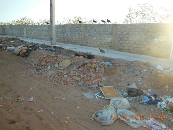 Risco aéreo: por falta de coleta de lixo, urubus se amontoam próximo ao aeroporto de Aracaju