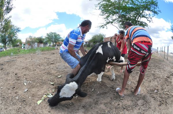 Seca em Sergipe: reserva alimentar para animais deve durar no máximo 60 dias