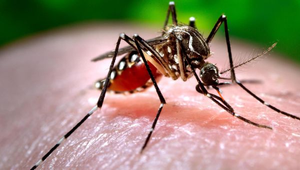 Aumentam os casos de chikungunya em Sergipe