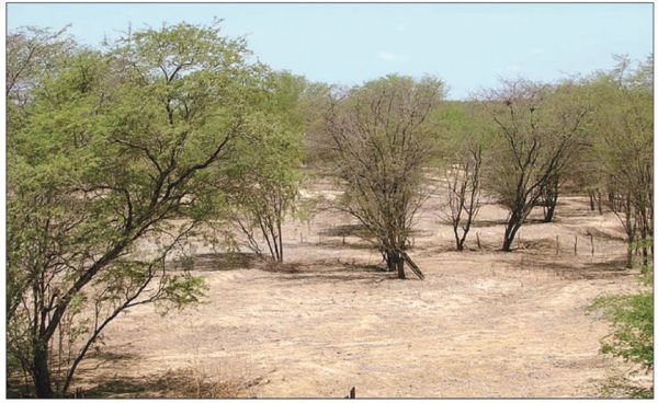 70% do semiárido de Sergipe caminha para a desertificação