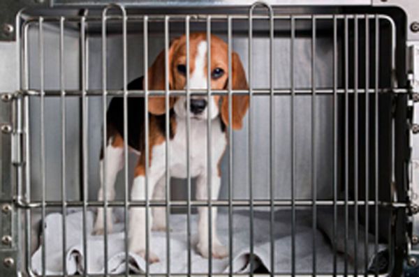 Projeto de lei autoriza o uso de animais em testes de cosméticos