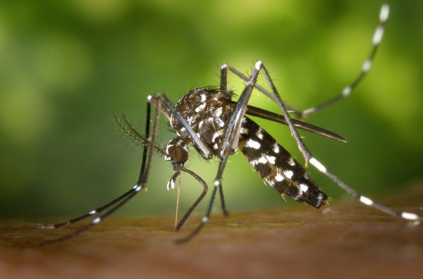 Semana Nacional contra o mosquito da Dengue