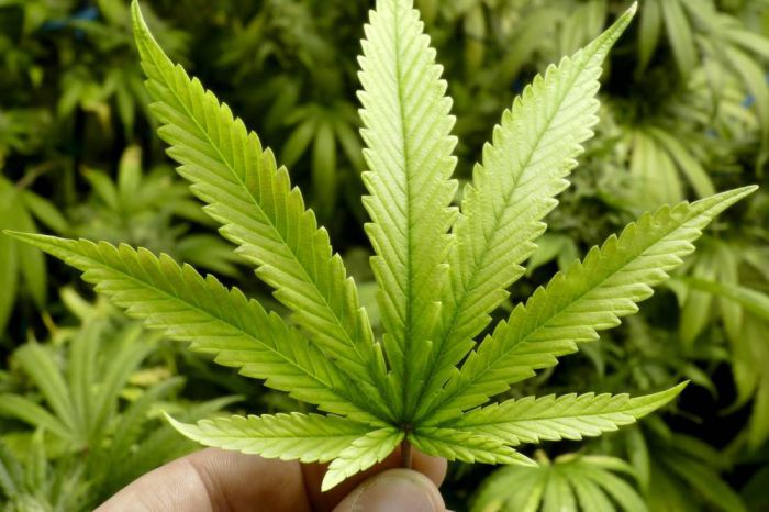 Descriminalização da maconha para fins medicinais será discutida no Senado
