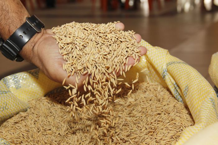 Sergipe é o 2º maior produtor de arroz do Nordeste e o 1º em rendimento médio no Brasil