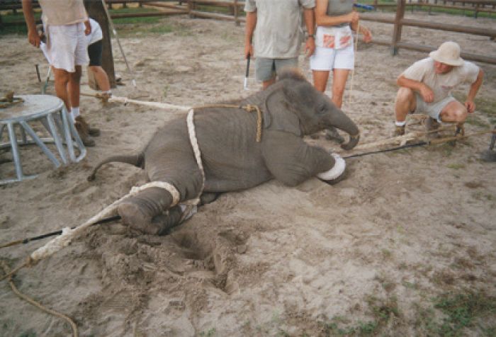 Aprovado projeto proibindo apresentação de animais em circos