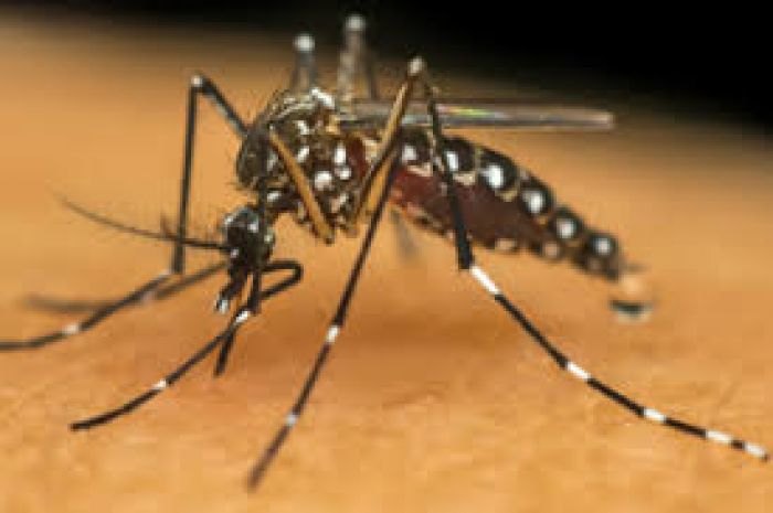 Sergipe em alerta para dengue, zika e chikungunya