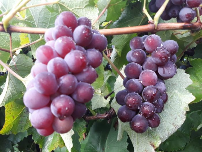 Quarta colheita de uvas em perímetro irrigado consolida cultura no Sertão
