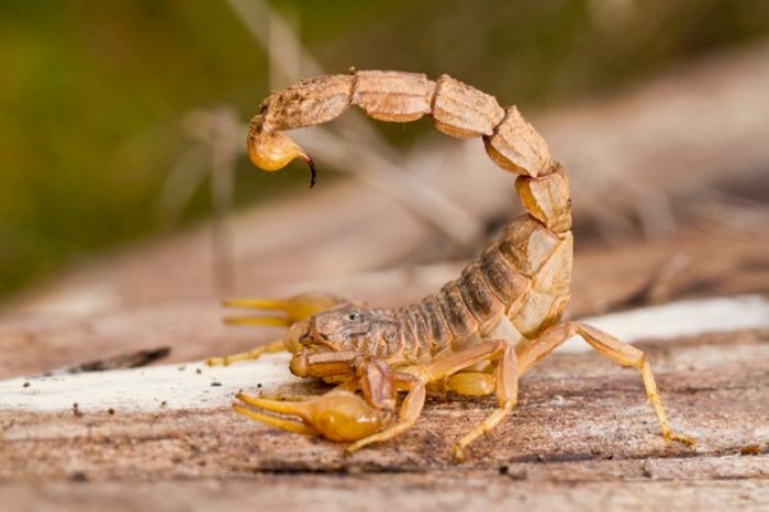 Huse registra mais de 600 casos de picadas por escorpião