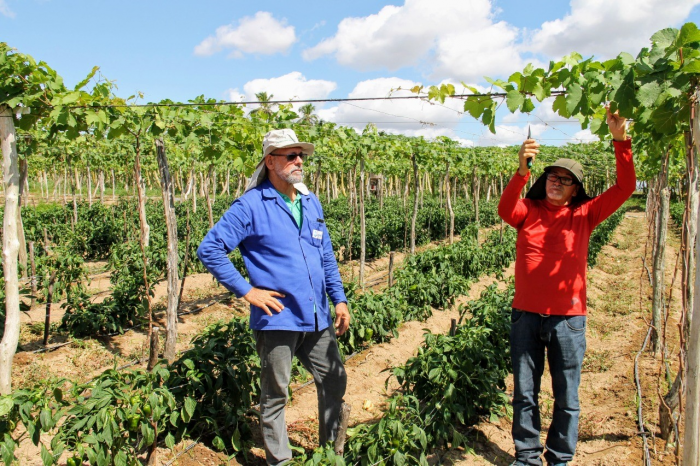 Cultivo da uva em Sergipe se expande para perímetro irrigado de Lagarto