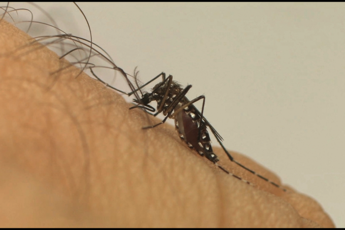 Falta saneamento, sobra Aedes Aegypti