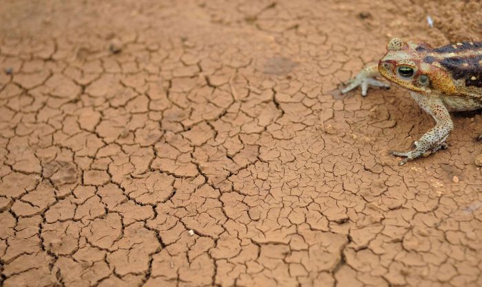 Imagem de satélite semanal mostra impressionante redução da seca no Nordeste brasileiro