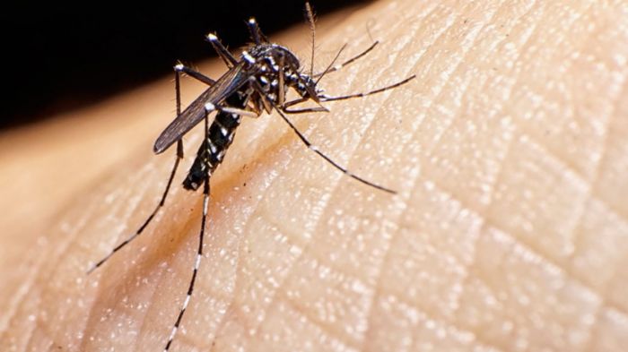 Sergipe já contabiliza quase 2,7 mil casos de dengue, chikungunya e zica este ano