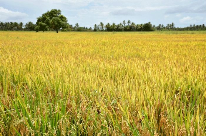 Produção de arroz diminui 11,2% em Sergipe