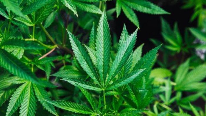 Governo brasileiro marca posição contrária à liberação da maconha em votação na ONU