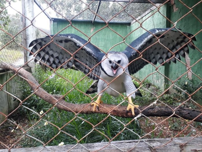 Parque dos Falcões vai receber mais uma harpia, a maior águia do mundo
