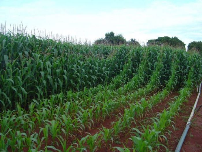 Governo antecipa plano nacional para fertilizantes e Sergipe é destaque