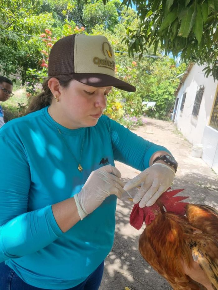 Governo de Sergipe emite comunicado sobre a gripe aviária