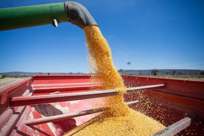 Crédito do BNB para produção de milho cresce 28% em Sergipe
