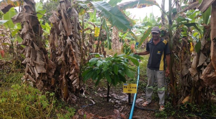 Produção de cacau está em pleno desenvolvimento na região sul de Sergipe