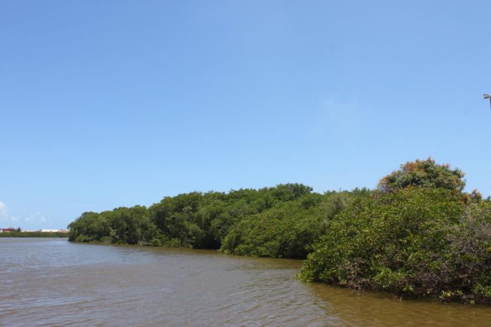 Em 37 anos, Sergipe perdeu apenas 0,07% de área florestal