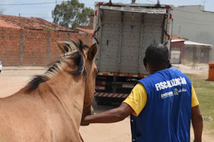 De janeiro a novembro, Prefeitura apreendeu 800 animais soltos nas ruas de Aracaju