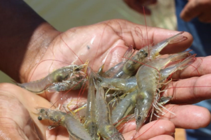 MPF quer responsabilização do poder público por falta de fiscalização em viveiros de camarão em manguezais de SE