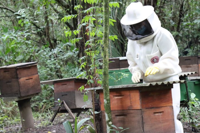 CBSE orienta população sobre períodos com maior risco de acidentes envolvendo abelhas e formas de prevenção