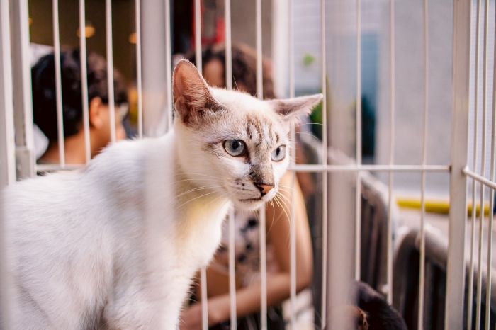 RioMar Aracaju recebe mais uma edição da campanha de adoção de animais